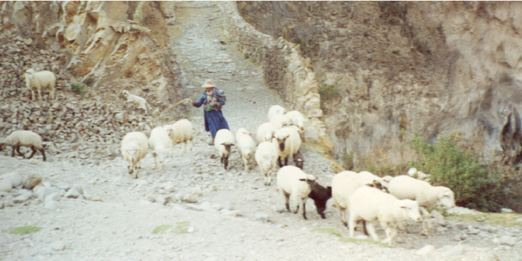 Schapenhoedster-schapen-Colca-Vallei-Canyon-Peru