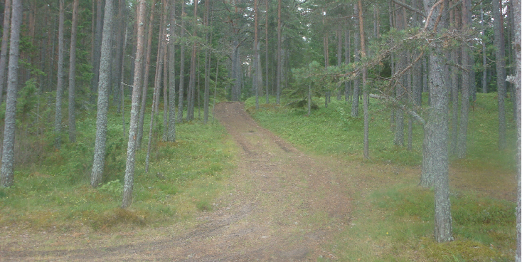 Lahemaa-nationaal-park-Altja-bos-paden-Estland