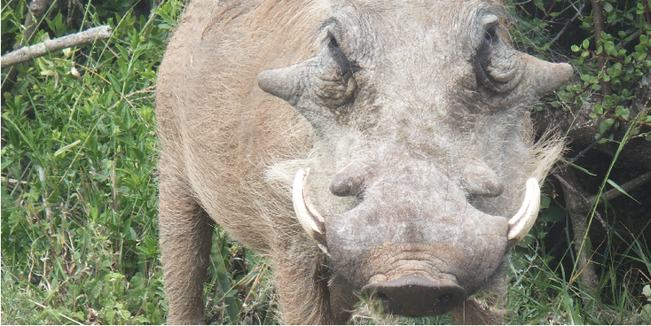 Addo-Warthog-Ocean-National-Park-South-Africa