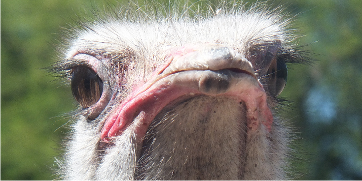 Cango-Wildlife-Range-Oudshoorn-struisvogel-Zuid-Afrika