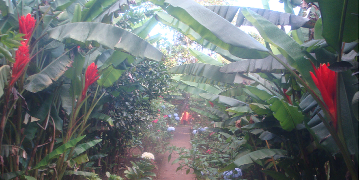 Finca-Fuente-La-Vida-Miraflor-Nationaal-park-bloemen-tuin-Nicaragua