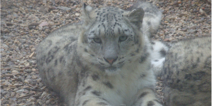 Jihlava-dierentuin-sneeuwluipaard-Tsjechië