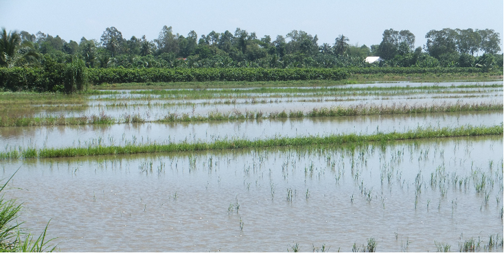 Vinh-Long-Rung-Tram-Mekong-Delta-rijstveld-waterwegen-Vietnam