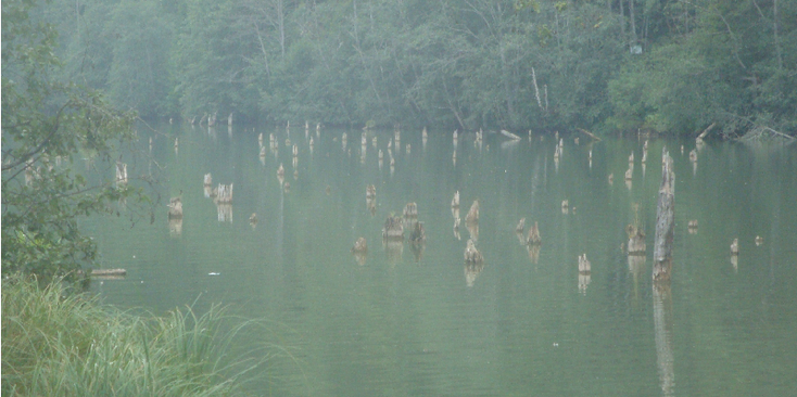Lacul-Rosa-meer-boom-toppen-Roemenië