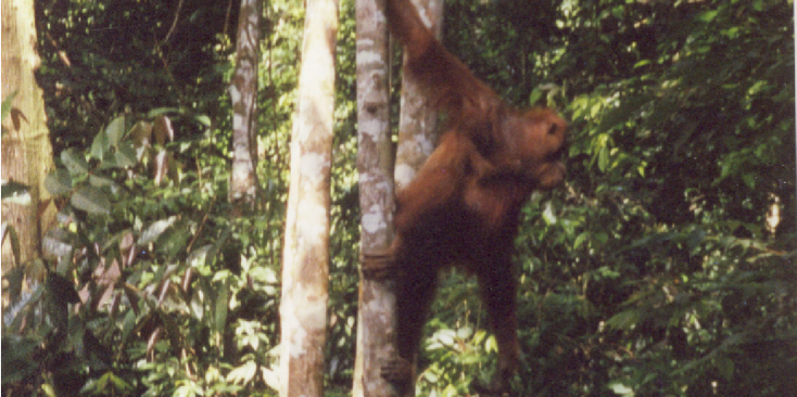 Bukit-Lawang-Gunung-Leuser-Nationaal-Park-Orang-Oetang-Sumatra-Indonesië