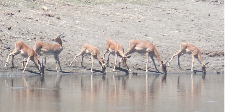 Kruger-Nationaal-Park-antilope-Zuid-Afrika