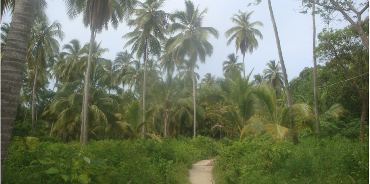 Tayrona-Nationaal-Park-Coast-Colombia-jungle-pad