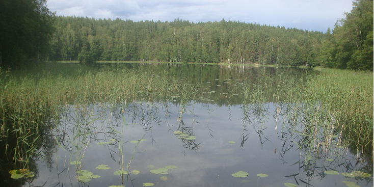 Linnansaari-nationaal-park-meren-riet-bos-Finland