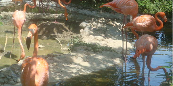 Napoles-Hacienda-Doradal-Pablo-Escobar-Colombia-Finca-Flamingo