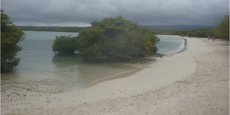 Puerto-Ayora-Tortuga-bay-schildpadbaai-strand-Galapagos-Ecuador