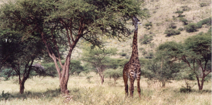 Ngorongoro-krater-Serengeti-Tanzania-Nationaal-park-giraffe