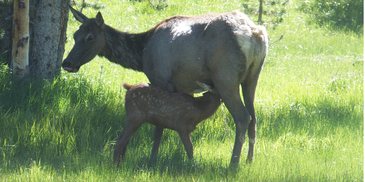 Yellowstone-natuurpark-hert-nationaal-park-Verenigde-Staten