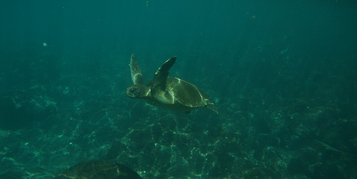 Galapagos-nationaal-park-reuze-schildpad-zee-onderwater-Ecuador