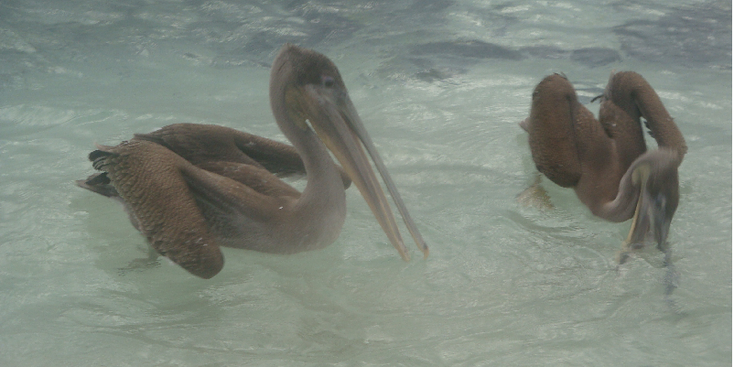 Galapagos-nationaal-park-pelikaan-zee-onderwater-Ecuador