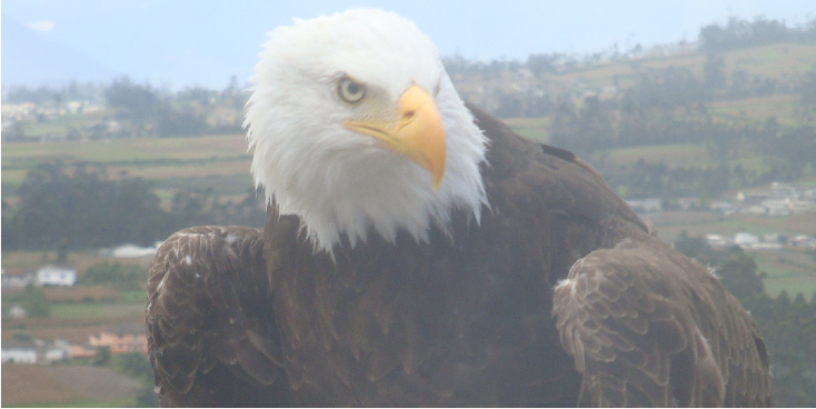 Parque-Condor-park-dierentuin-opvang-adelaar-Amerikaanse-vogels-Otavalo-Ecuador
