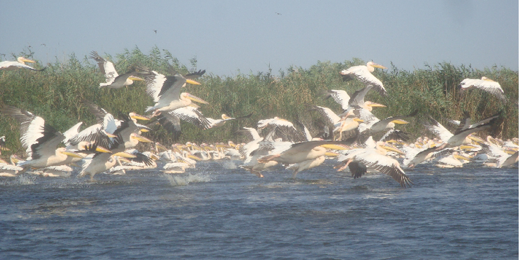 Pelikanen-Donau-Delta-Roemenië