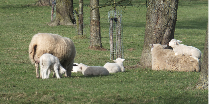 Landsrade-schapen-weiland-Zuid-Limburg-Nederland