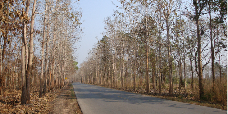 Nan-Ban-bo-Kleau-bomen-weg-Thailand