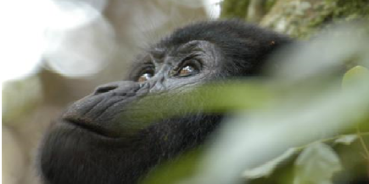 Bwindi-nationaal-park-berg-gorilla-Oeganda-jungle