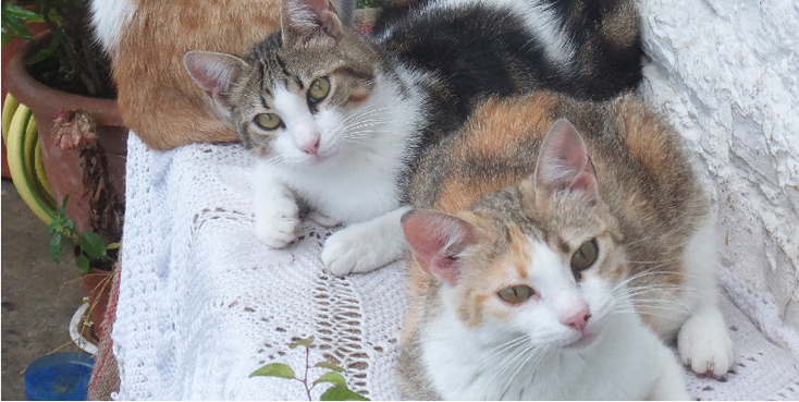 Poes-kat-zwerfkat-Albanië