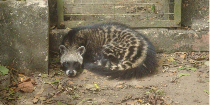 Monkey-Forest-Civet-kat-Kakum-Nationaal-park-Ghana-opvang