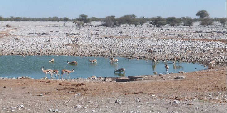 Etosha-nationaal-park-natuurpark-zoutpan-Namibië-water-vijver