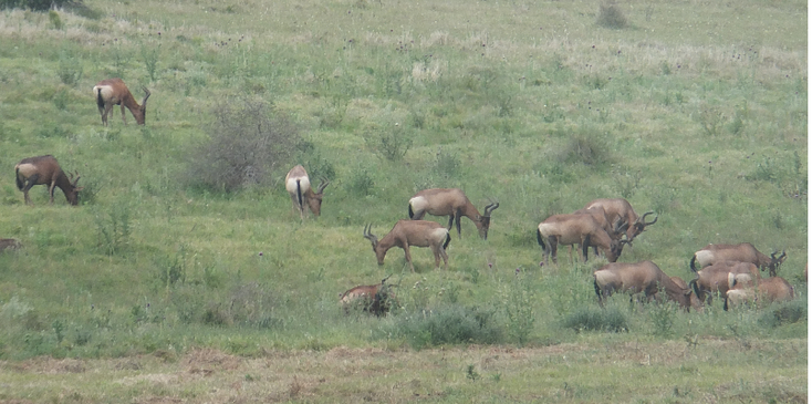 Addo-Antelope-Ocean-National-Park-South-Africa