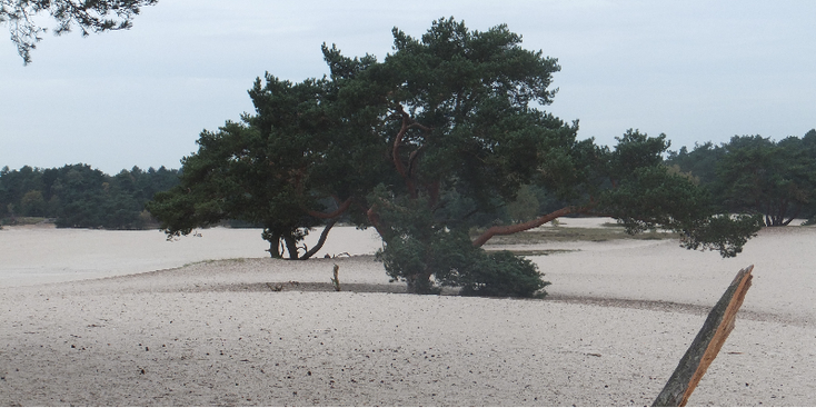 Soesterduinen-zand-duinen-natuurgebied-park-Soest-Nederland