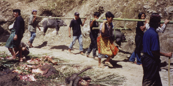 Tana-Toraja-Sulawesi-Indonesië-varken-zwijn-stok-buffel-offering-bruiloft