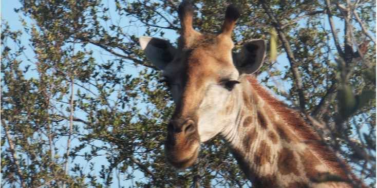 Kruger-national-park-Giraffe-South-Africa