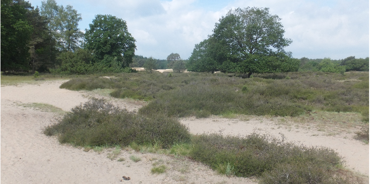 Drouwenerzand-hei-zand-duinen-Drenthe-Nederland
