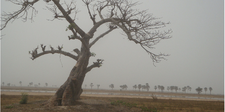 Affiniam-baobab-boom-vlakte-Senegal