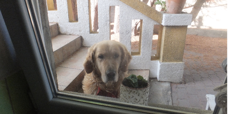 Maros-Gyor-hond-buren-hostel-Hongarije