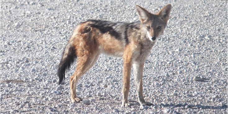 Etosha-nationaal-park-jakhals-natuurpark-zoutpan-Namibië