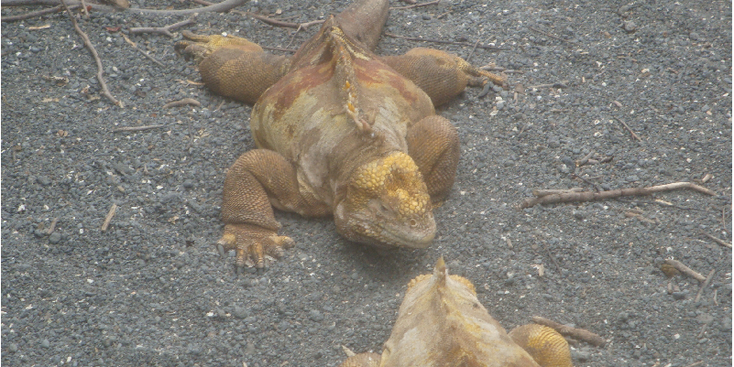 Galapagos-leguanen-Ecuador