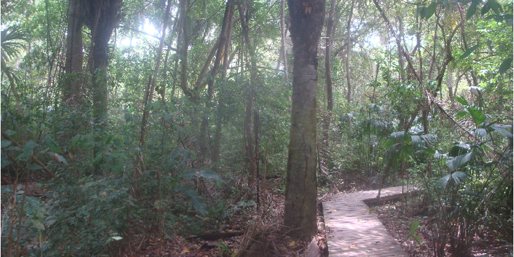 Tayrona-Nationaal-Park-Coast-Colombia-jungle-pad-vlonder