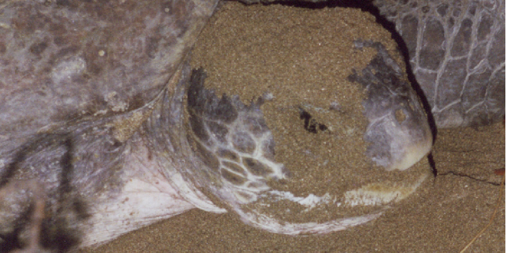 Meru-Betiri-Nationaal-Park-reuze-schildpadden-Java-Indonesië-eieren