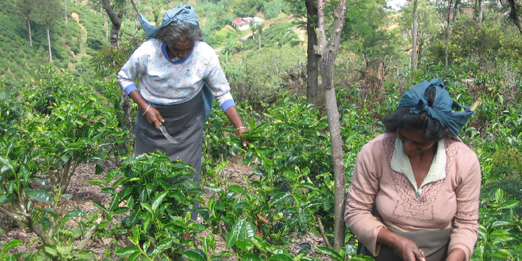 Haputale-Thee-plukkers-Sri-Lanka-Lipton