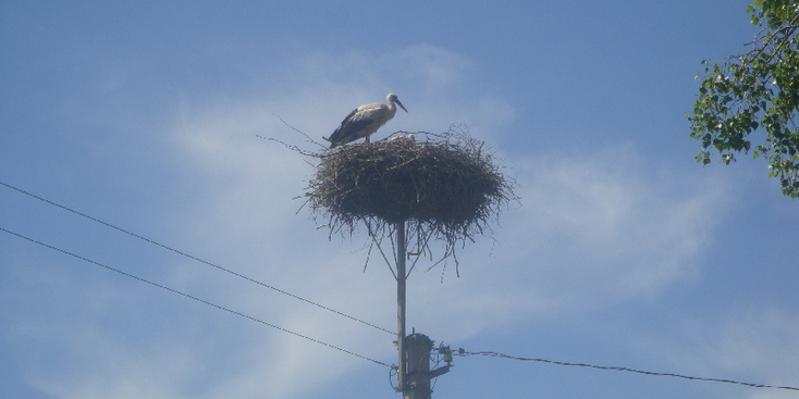 Siauliai-ooievaar-nest-paal-Litouwen