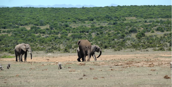 Addo-Nationaal-Park-Zuid-Afrika-olifanten