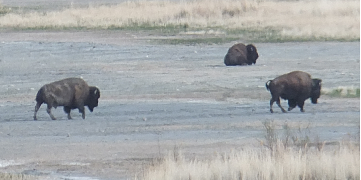 Antelope-Island-nationaal-park-bizon-Utah-Verenigde-Staten