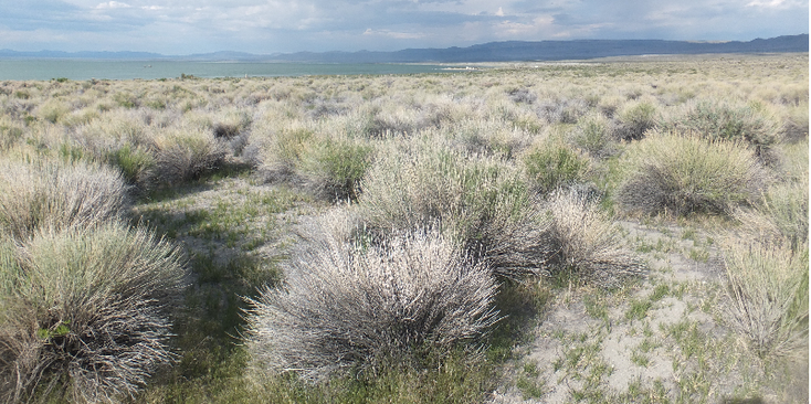Mono-Lake-South-Tufa-meer-Verenigde-Staten