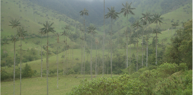 Valle-de-Cocora-Colombia-wax-palmbomen-hoog-dunne-stam-vallei