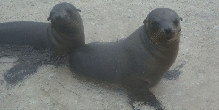 Galapagos-eilanden-Ecuador-zeehond-Darwin-Beagle