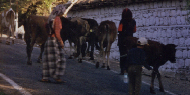 Karadut-Shepherd-Turkey