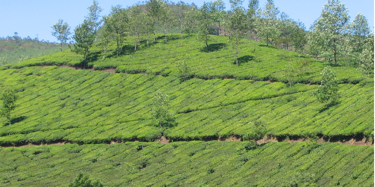 Munnar-Tata-theeplantage-theeplanten-India