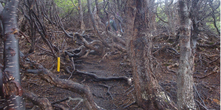 Tierra-del-Fuego-natuurpark-kreupelhout-bos-Argentinië