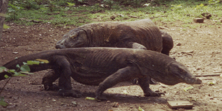 Rinca-Nationaal-Park-Indonesië-Komovaraan-reuze-varaan-Komodo