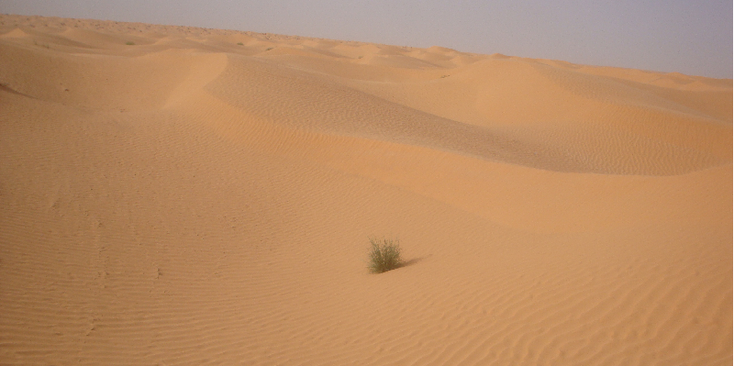 Ksar-Ghilane-Sahara-woestijn-zand-duinen-Tunesië