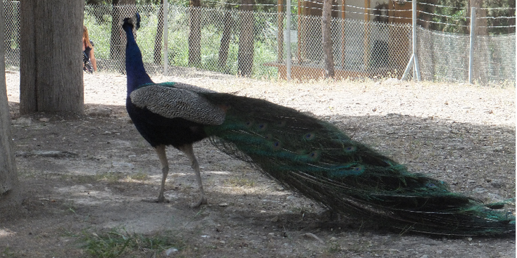 Knossos-Peacock-Minoan-Civilization-Greece-Heraklion-Crete